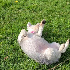 Meet your Posher, Simon